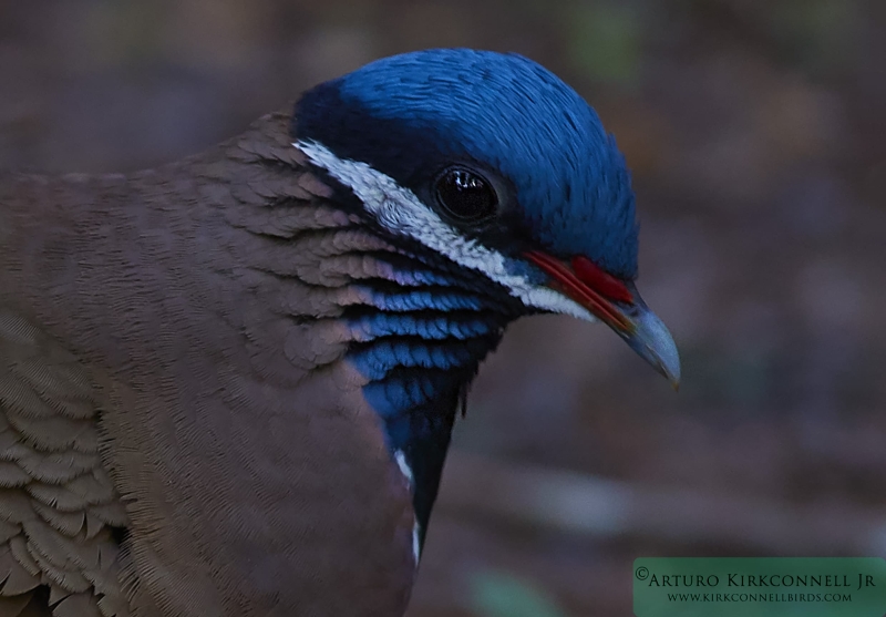 Blue-headed Quail-dove 1