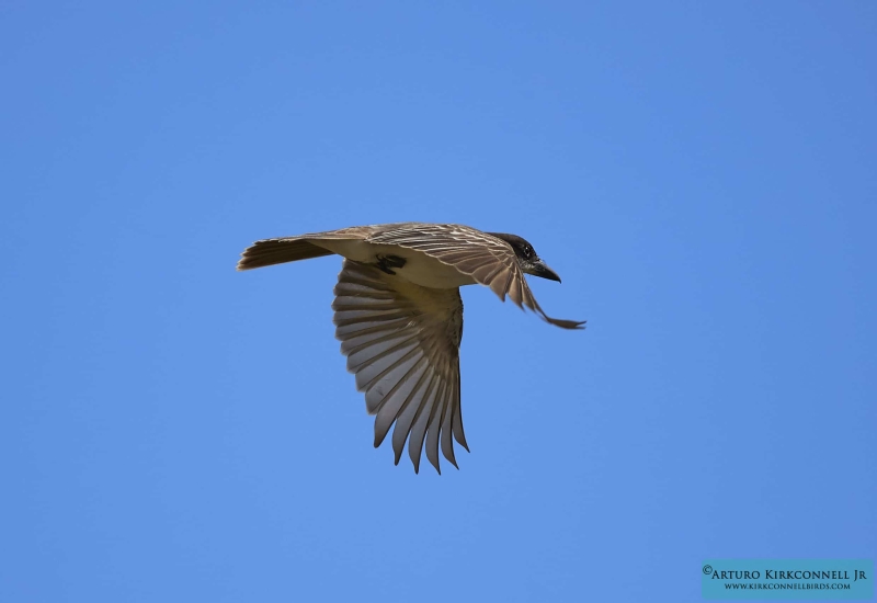 Giant Kingbird - Flight