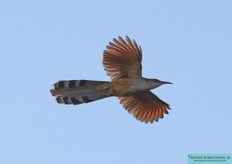 Great-lizzard Cuckoo
