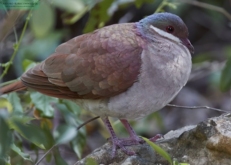 Key-west Quail-dove