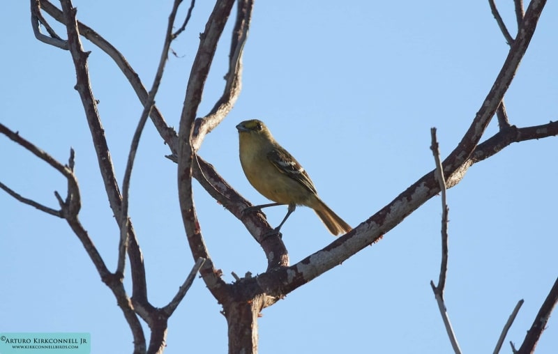 Thick-billed Vireo eB