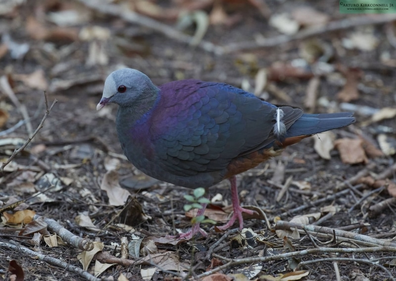 Gray-fronted Quail-dove