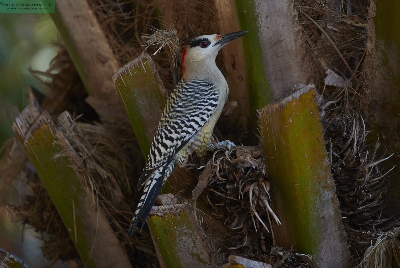 West indian Woodpecker