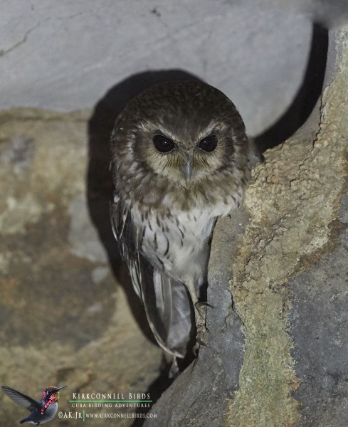 Bare-leggued Owl