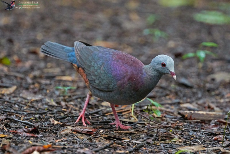 Gray-fronted Quail-dove