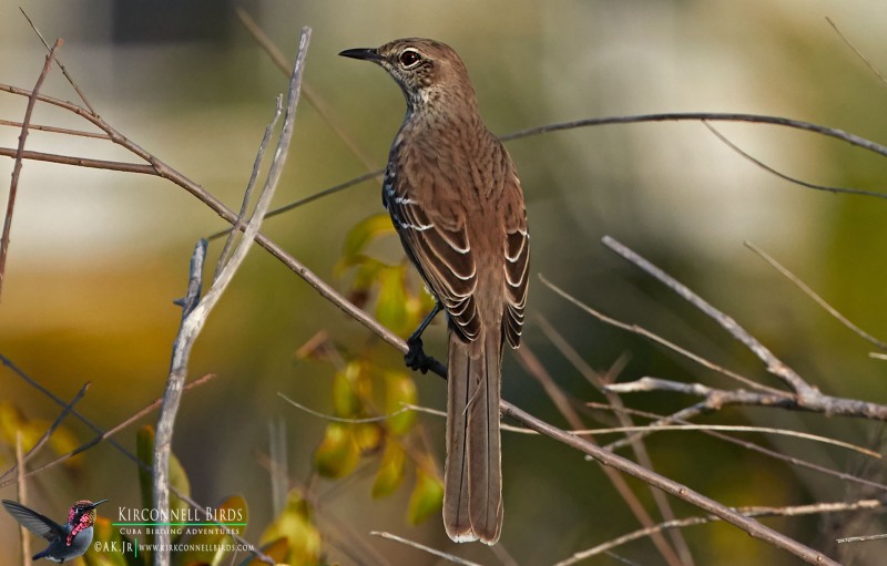 1-Bahama-Mockingbird-1-Tour-Jessee-Jan-2019