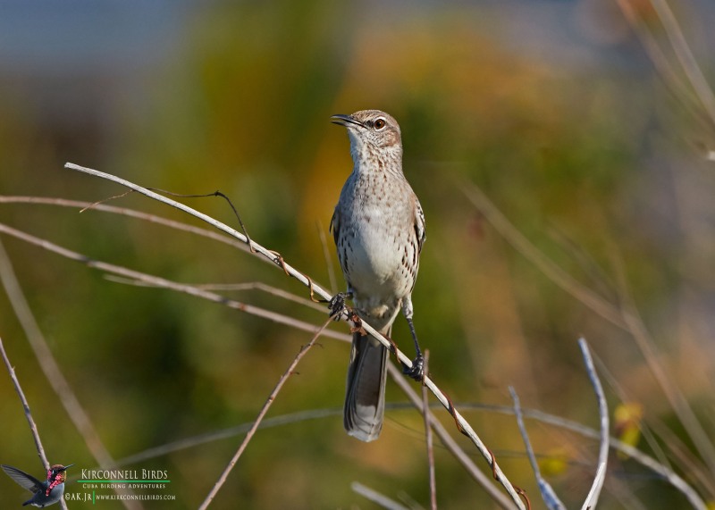 Bahama-Mockingbird-2-Tour-Jessee-Jan-2019