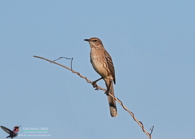 Bahama-Mockingbird-3-Tour-Jessee-Jan-2019