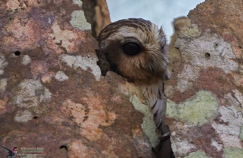 Bare-leggued-Owl-Tour-Jessee-Jan-2019