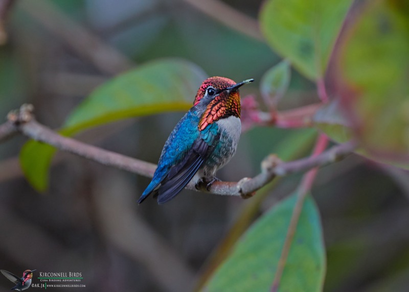 Bee-Hummingbird-1-Tour-Jessee-Jan-2019