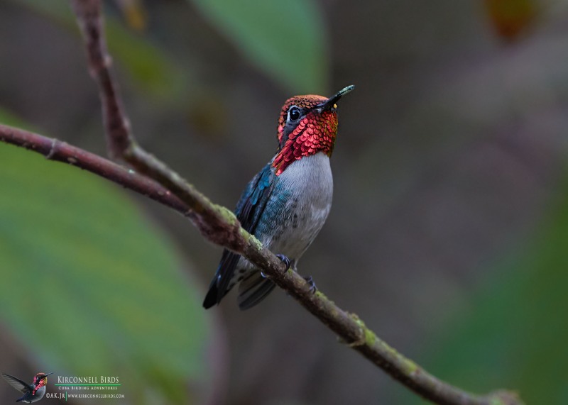 Bee-Hummingbird-2-Tour-Jessee-Jan-2019