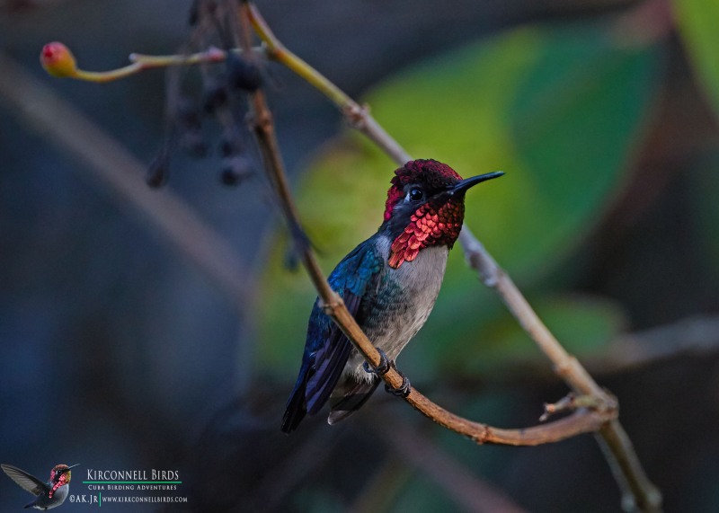 Bee-Hummingbird-4-Tour-Jessee-Jan-2019