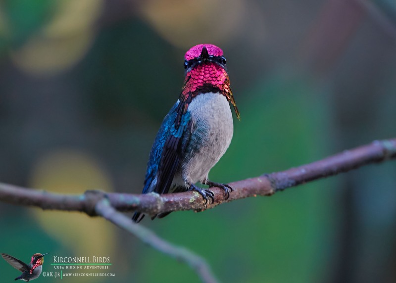 Bee-Hummingbird-6-Tour-Jessee-Jan-2019