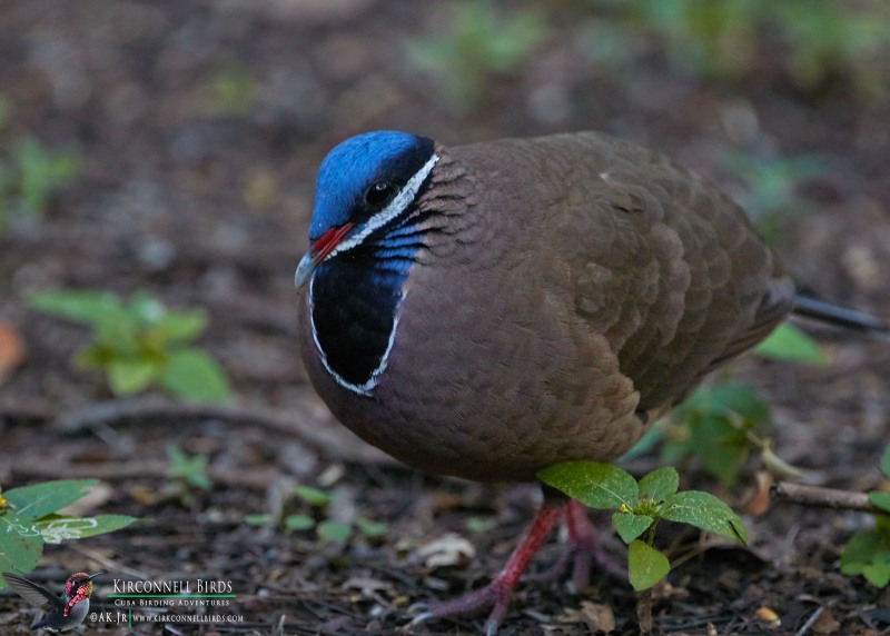 Blue-Headed-Quail-Dove-1-Tour-Jessee-Jan-2019