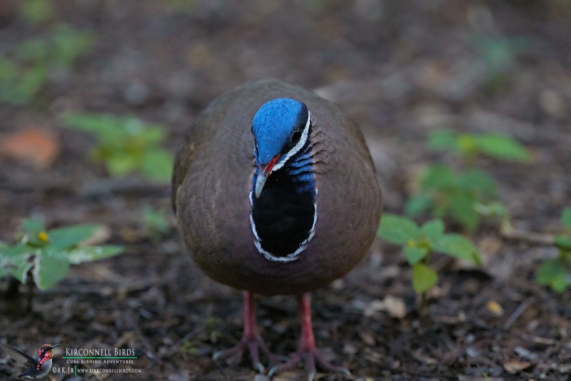 Blue-headed-Quail-Dove-3-Tour-Jessee-Jan-2019