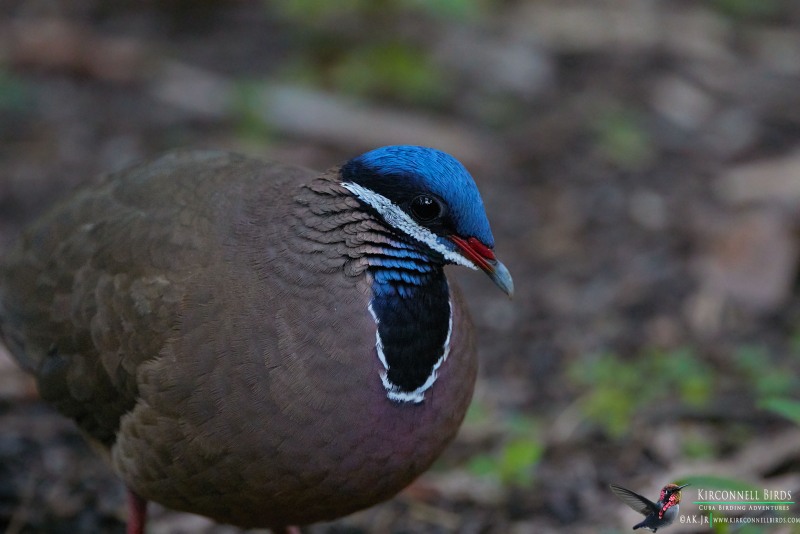 Blue-headed-Quail-Dove-4-Tour-Jessee-Jan-2019