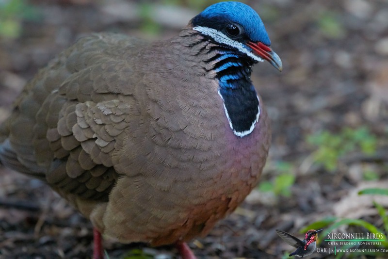 Blue-headed-Quail-Dove-5-Tour-Jessee-Jan-2019