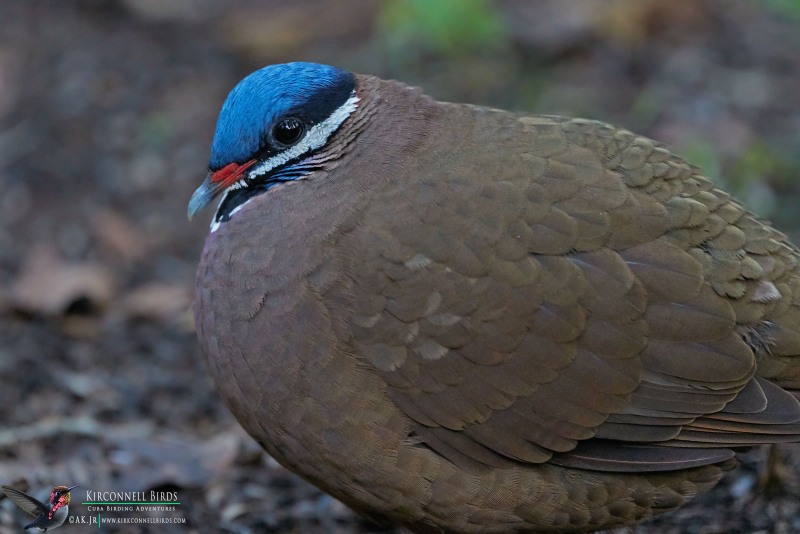 Blue-headed-Quail-Dove-6-Tour-Jessee-Jan-2019