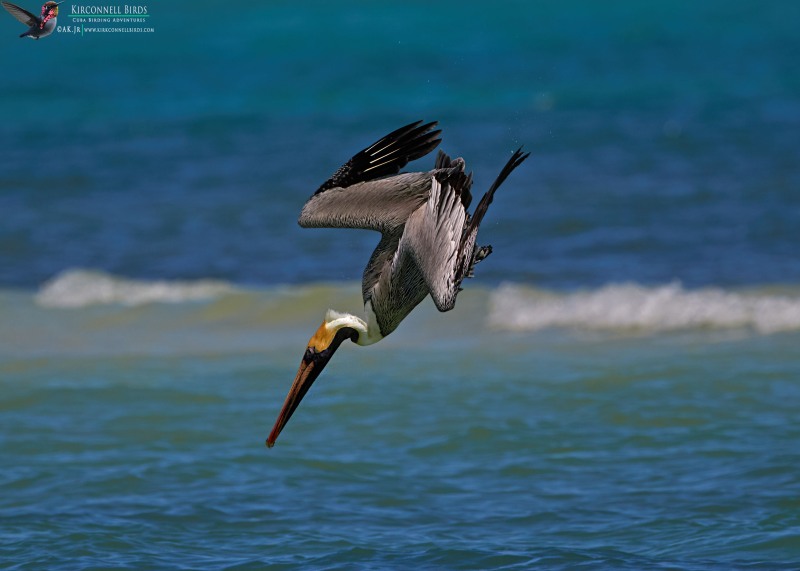 Brown-Pelican-1-Tour-Jessee-Jan-2019