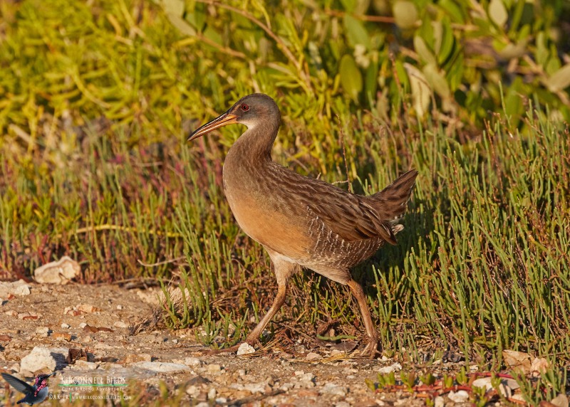 Clapper-Rail-Tour-Jessee-Jan-2019