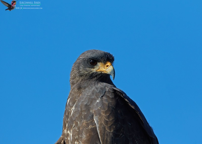 Cuban-Black-hawk-1-Tour-Jessee-Jan-2019