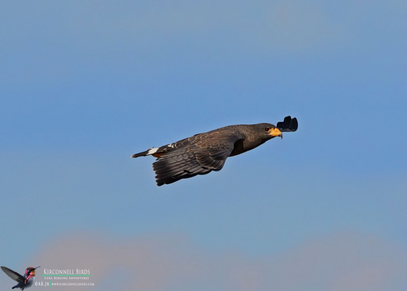 Cuban-Black-hawk-2-Tour-Jessee-Jan-2019