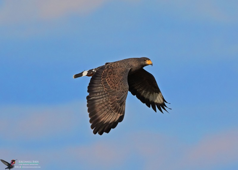 Cuban-Black-hawk-3-Tour-Jessee-Jan-2019