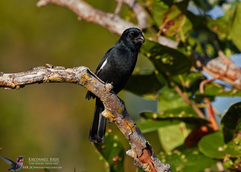 Cuban-Bullfinch-Tour-Jessee-Jan-2019