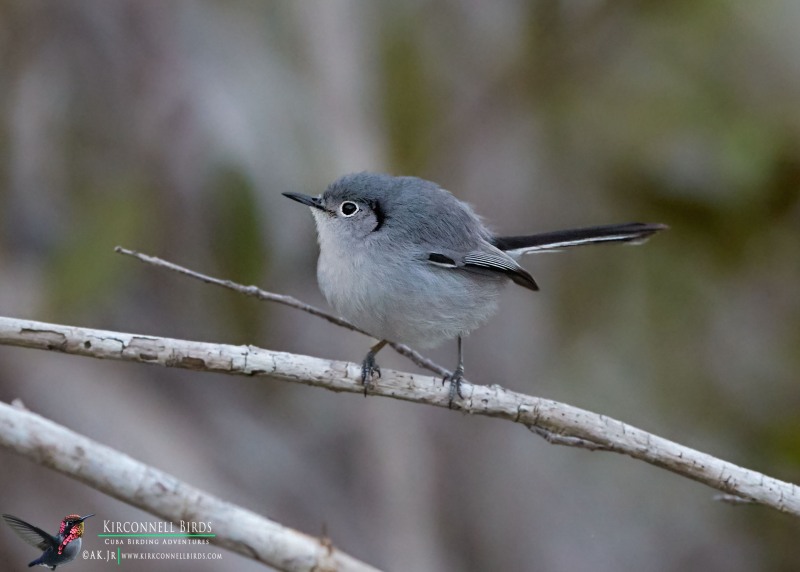 Cuban-Gnatcatcher-Tour-Jessee-Jan-2019