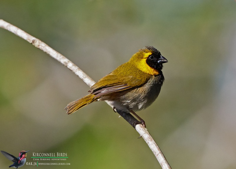 Cuban-Grassquit-Tour-Jessee-Jan-2019