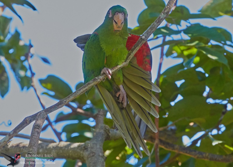 Cuban-Parakeet-Tour-Jessee-Jan-2019