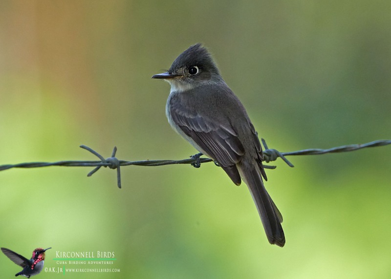 Cuban-Pewee-Tour-Jessee-Jan-2019