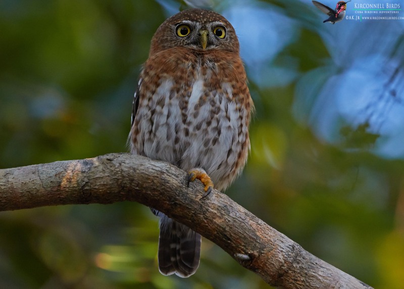 Cuban-Pygmy-Owl-Tour-Jessee-Jan-2019