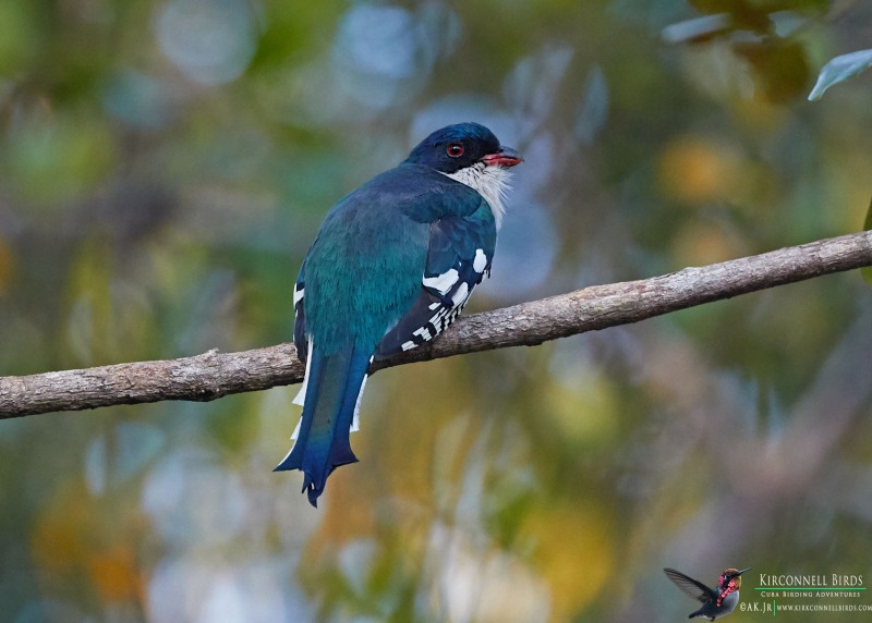 Cuban-Trogon-Tour-Jessee-Jan-2019