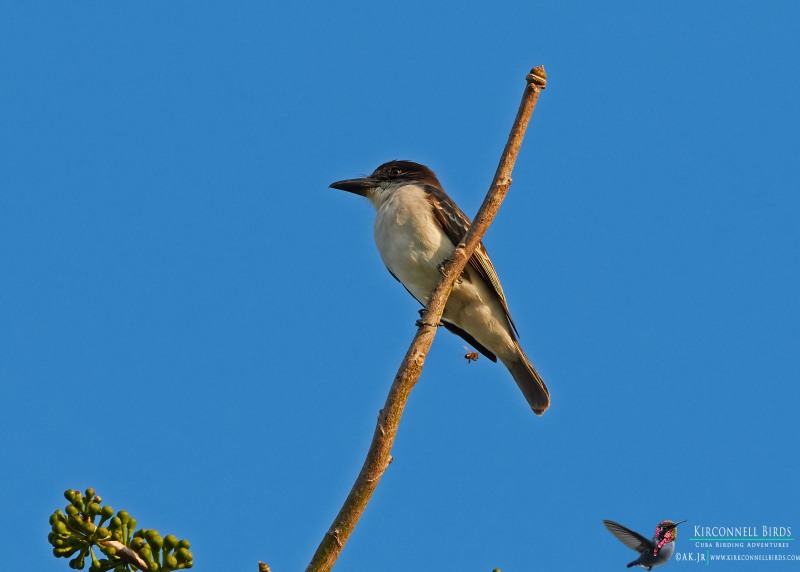 Giant-Kingbird-Tour-Jessee-Jan-2019