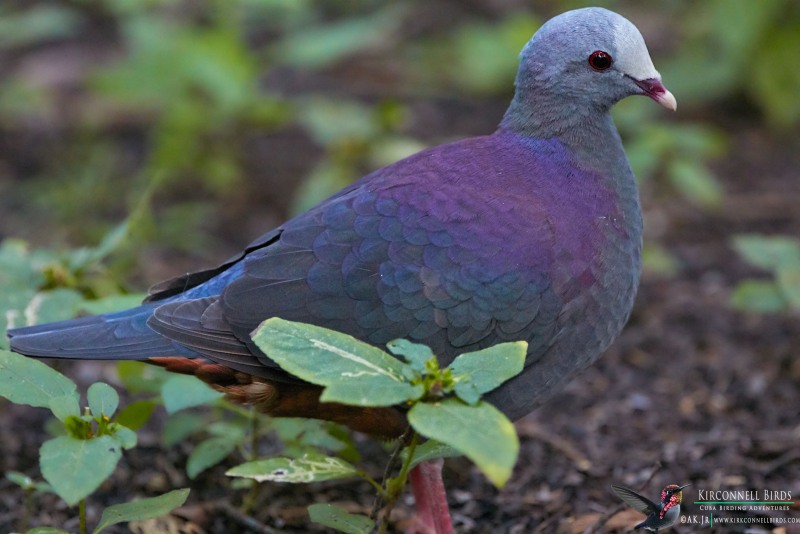 Gray-Fronted-Quail-Dove-2-Tour-Jessee-Jan-2019