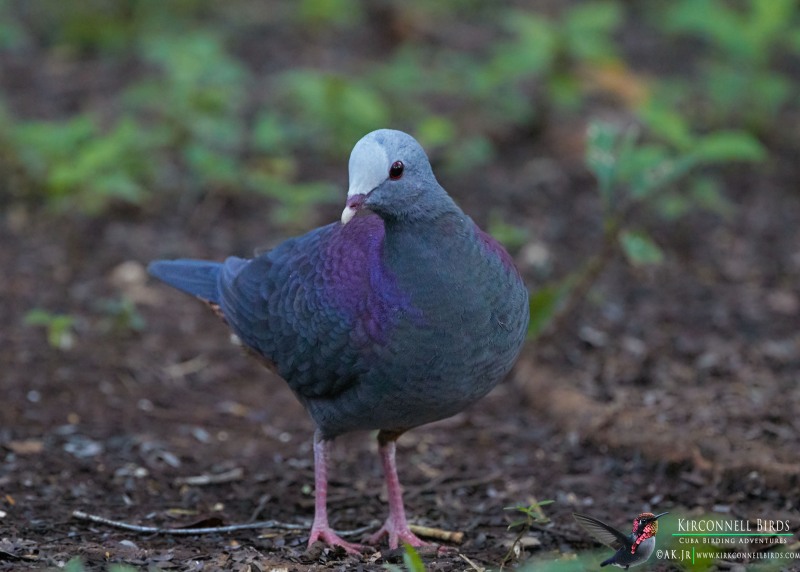 Gray-Fronted-Quail-Dove-4-Tour-Jessee-Jan-2019