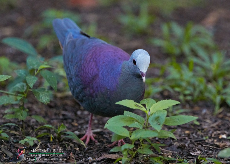 Gray-Fronted-Quail-Dove-6-Tour-Jessee-Jan-2019
