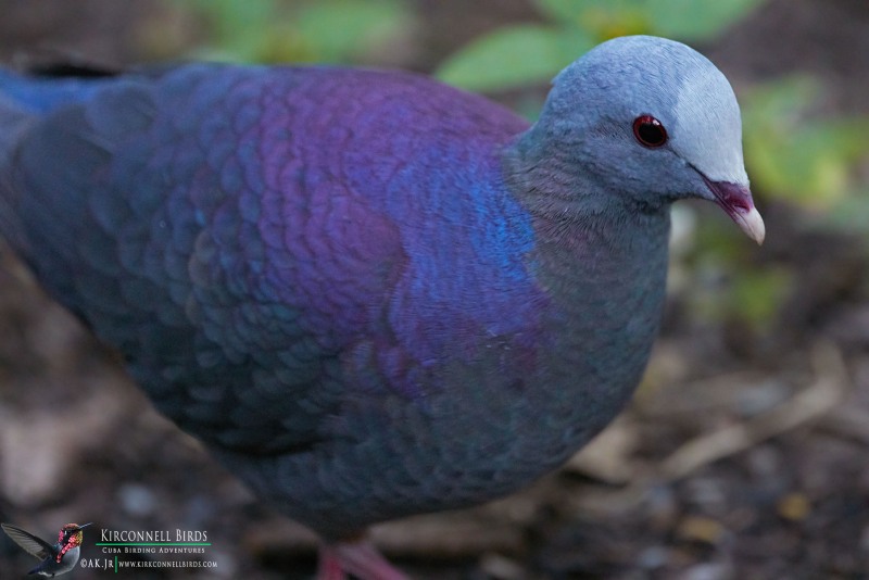 Gray-Fronted-Quail-Dove-7-Tour-Jessee-Jan-2019