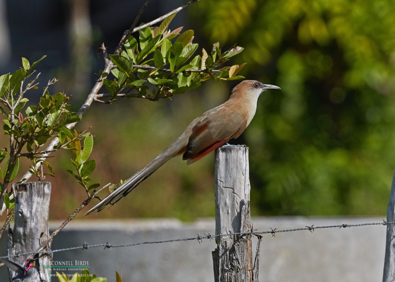 Great-Lizzad-Cuckoo-Tour-Jessee-Jan-2019