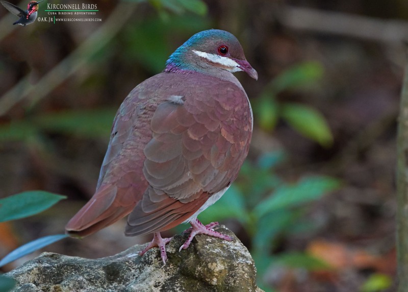 Key-West-Quail-Dove-1-Tour-Jessee-Jan-2019