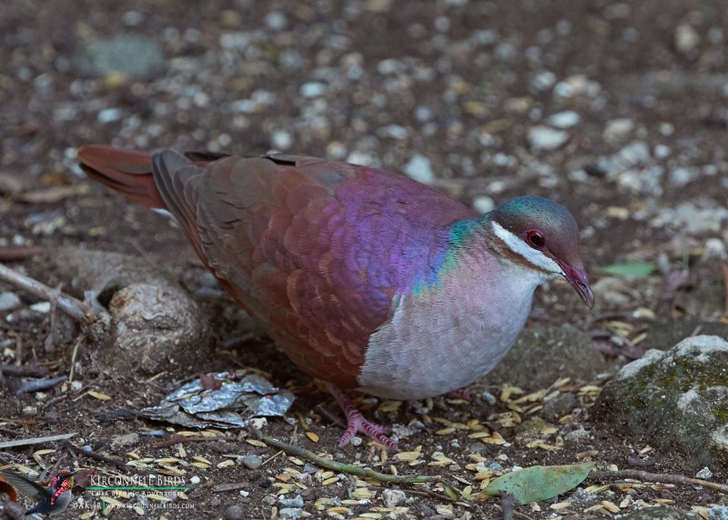 Key-West-Quail-Dove-2-Tour-Jessee-Jan-2019