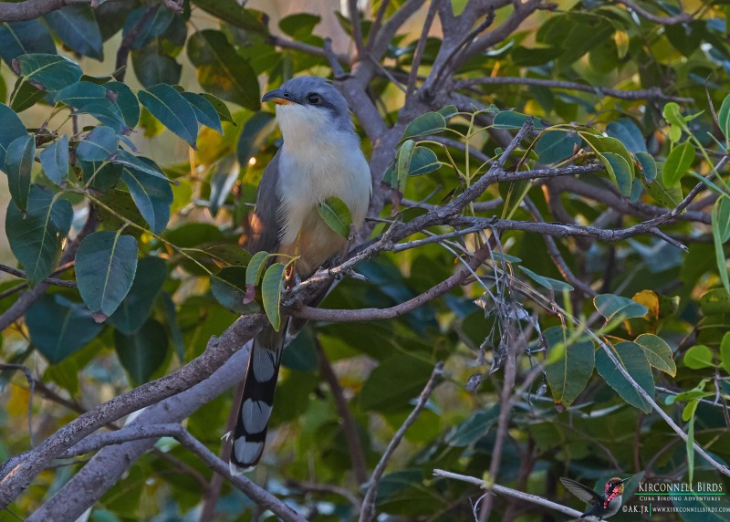 Mangrove-Cuckoo-2-Tour-Jessee-Jan-2019