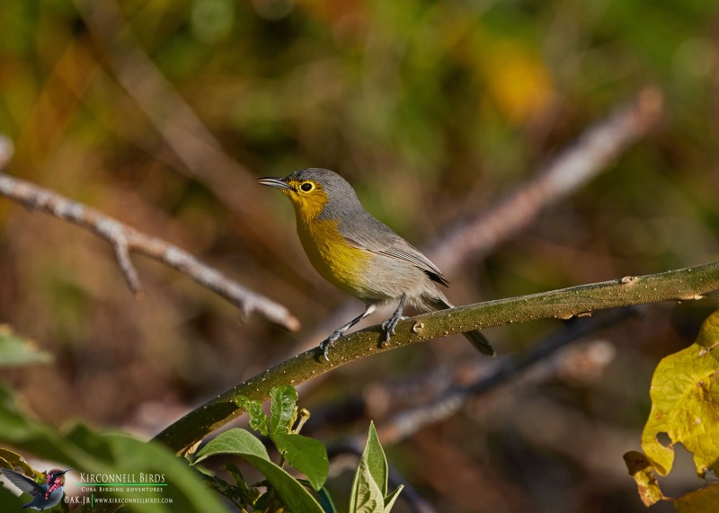 Oriente-Warbler-Tour-Jessee-Jan-2019