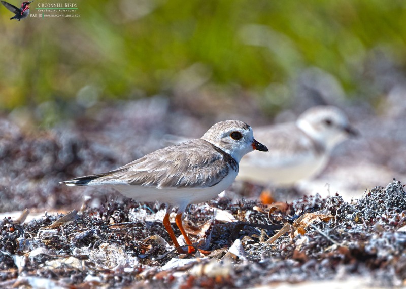 Pipin-Plover-Tour-Jessee-Jan-2019