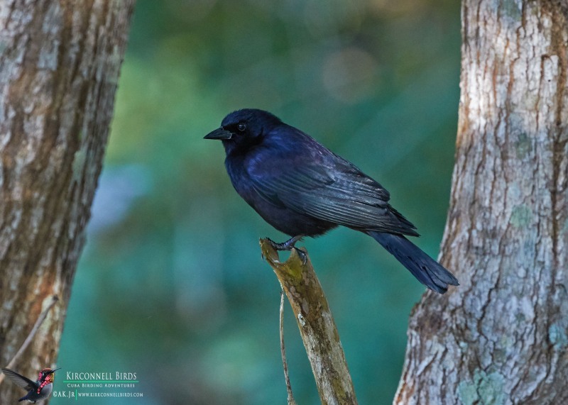 Shiny-Cowbird-Tour-Jessee-Jan-2019