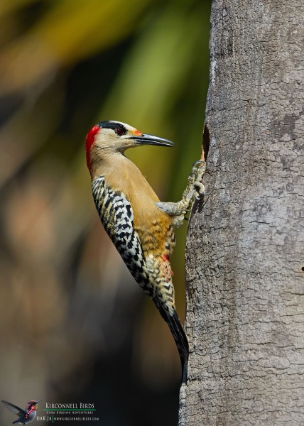 West-Indian-Woodpecker-Tour-Jessee-Jan-2019