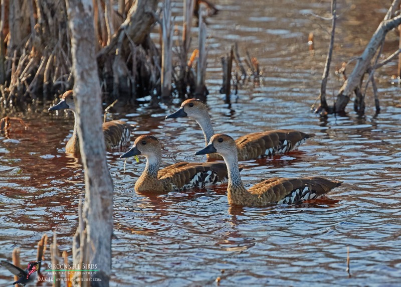 West-indian-Whistling-duck-Tour-Jessee-Jan-2019