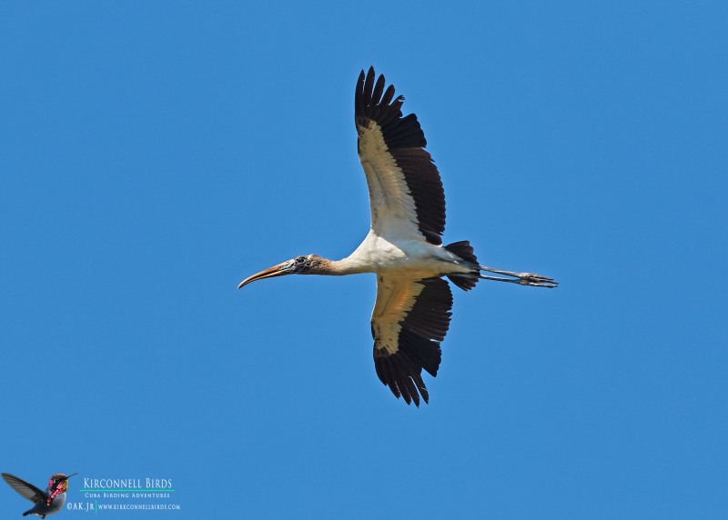 Wood-Stork-Tour-Jessee-Jan-2019