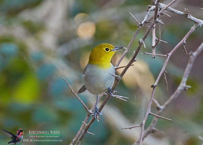 Yellow-Headed-Warbler-Tour-Jessee-Jan-2019